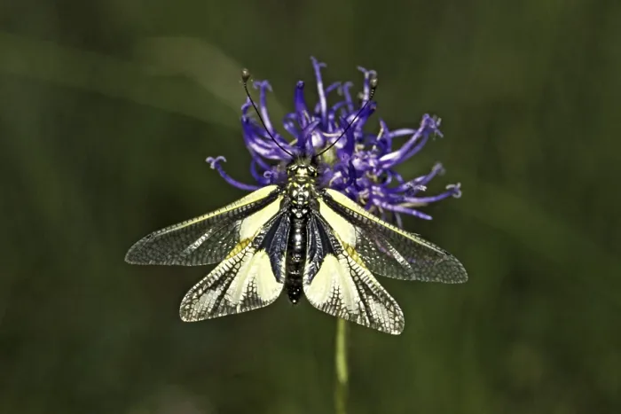 Impression encadrée : Ascalaphus libelluloides, hache à papillons.
