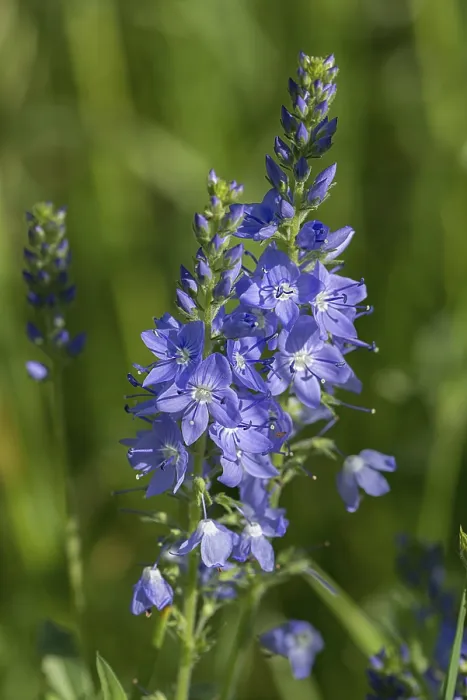Impression encadrée : Veronica austriaca Impression encadrée : Veronica austriaca