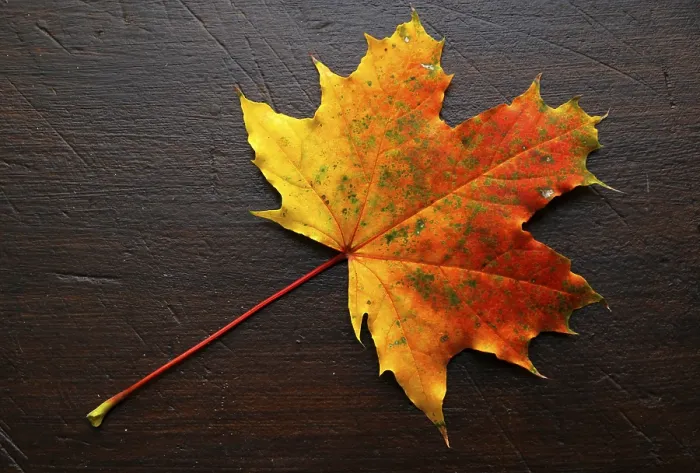 Impression encadrée : Automne, feuille, feuille de maple, érable. Impression encadrée : Automne, feuille, feuille de maple, érable.