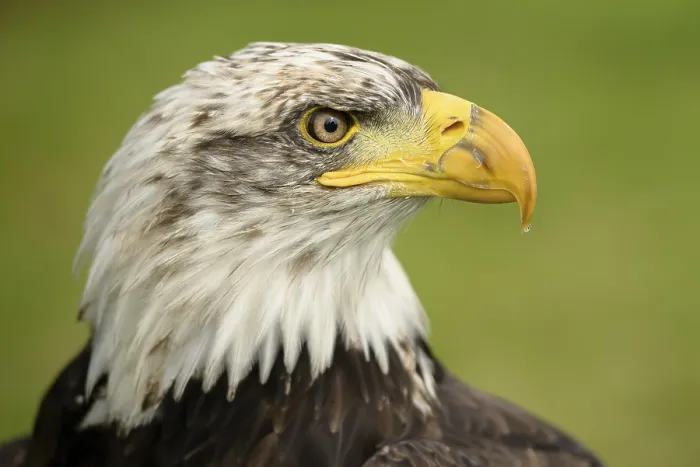 Impression encadrée : Aigle royal.