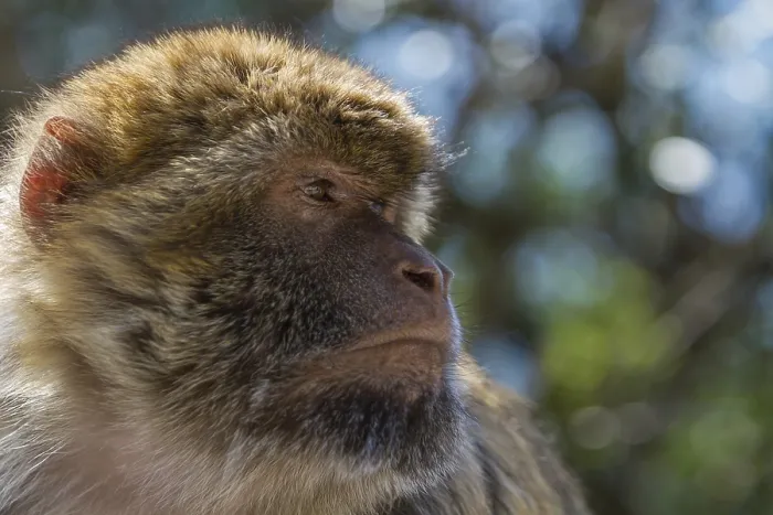 Impression encadrée : Macaque de Barbarie (Macaca sylvanus)
