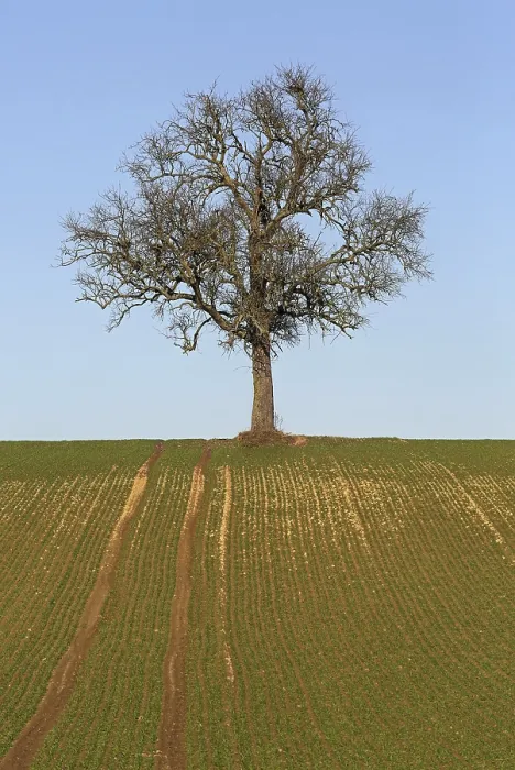 Impression encadrée : Arbre nu.. Arbre nu Impression encadrée : Arbre nu.. Arbre nu