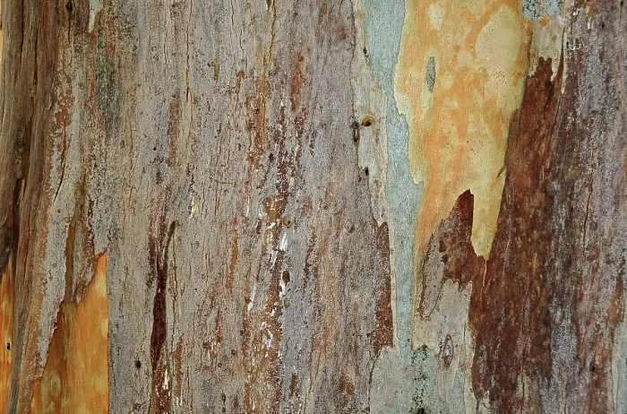 Impression encadrée : Écorce d'un Eucalyptus (Eucalyptus) Impression encadrée : Écorce d'un Eucalyptus (Eucalyptus)