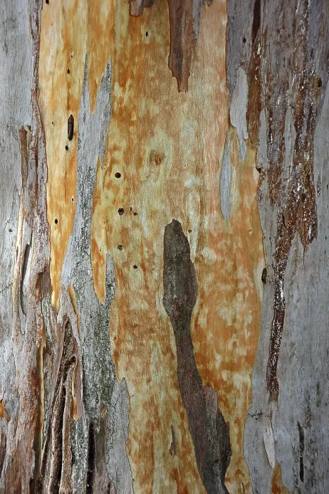 Impression encadrée : Écorce d'un Eucalyptus (Eucalyptus) Impression encadrée : Écorce d'un Eucalyptus (Eucalyptus)