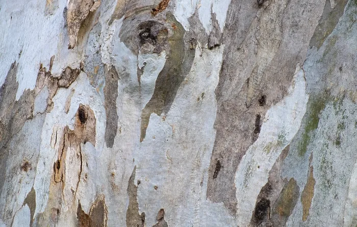 Impression encadrée : Écorce d'arbre de eucalyptus (Eucalyptus)