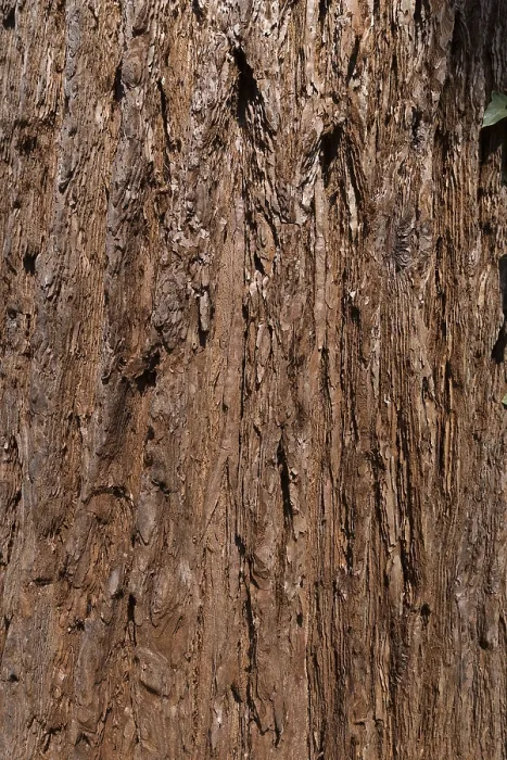 Impression encadrée : Écorce de séquoia (Sequoioideae) d'arbre.