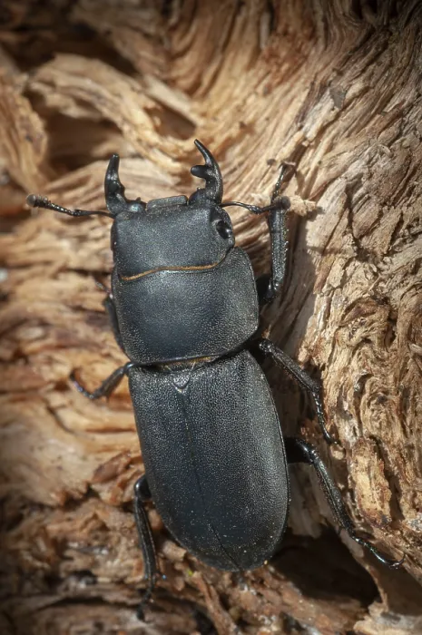 Impression encadrée : Barkschroter, Dorcus parallelipipedus Impression encadrée : Barkschroter, Dorcus parallelipipedus