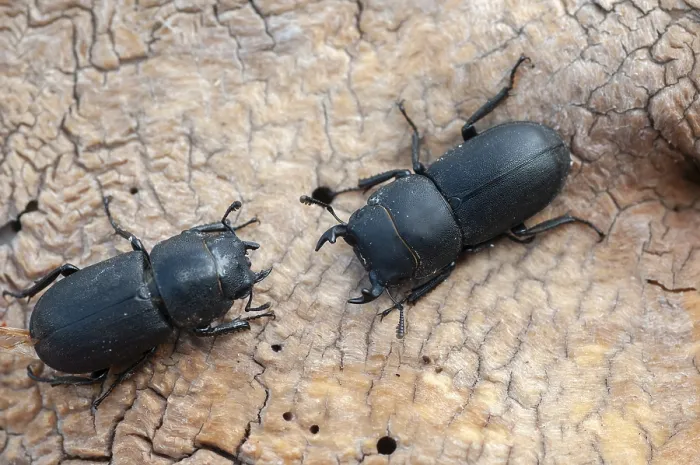 Impression encadrée : Barkschroter, Dorcus parallelipipedus Impression encadrée : Barkschroter, Dorcus parallelipipedus