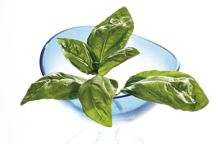 Impression encadrée : Basil Impression encadrée : Basil