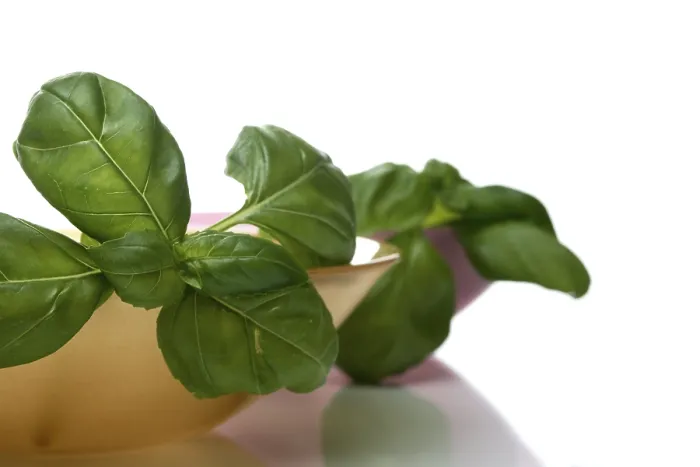 Impression encadrée : Basil Impression encadrée : Basil