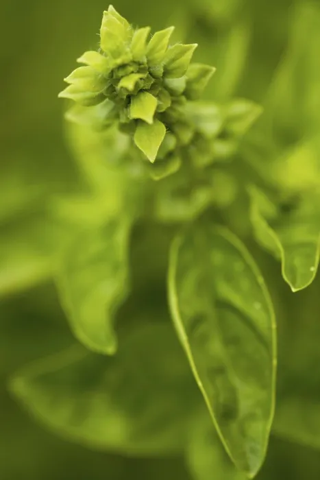 Impression encadrée : Le basilic en fleur.