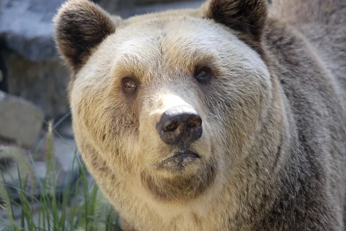 Impression encadrée : Bear