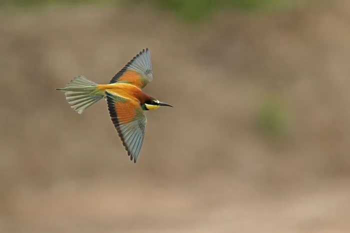 Impression encadrée : Le guêpier (Merops apiaster) en vol.