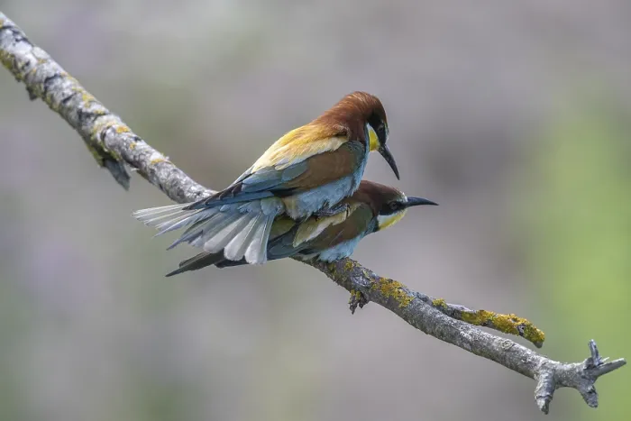 Impression encadrée : Le Guêpier (Merops apiaster), accouplement. Impression encadrée : Le Guêpier (Merops apiaster), accouplement.