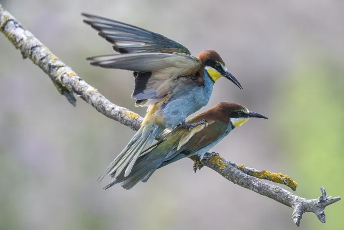 Impression encadrée : Merops apiaster (Mâle en train de s'accoupler).