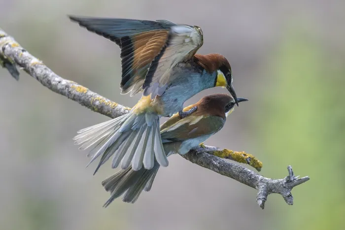 Impression encadrée : Merops apiaster (Mâle en train de s'accoupler).