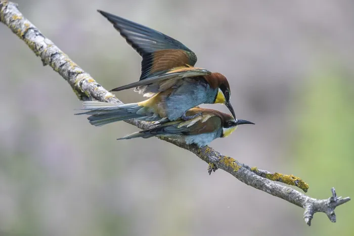 Impression encadrée : Le Merlebleu (Merops apiaster), accouplement. Impression encadrée : Le Merlebleu (Merops apiaster), accouplement.