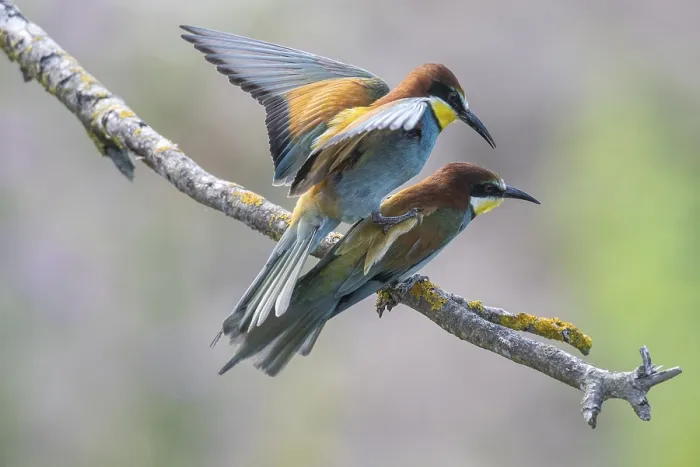 Impression encadrée : Merops apiaster (merle-bleu), accouplement. Impression encadrée : Merops apiaster (merle-bleu), accouplement.