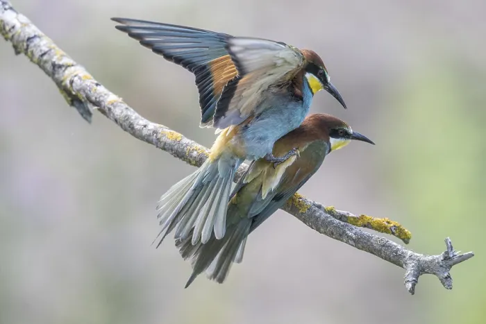 Impression encadrée : Merops apiaster (Bee-eater), accouplement.