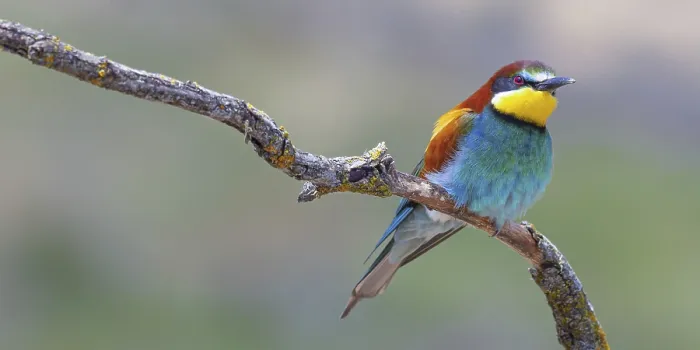 Impression encadrée : Merops apiaster dans la Forêt Méditerranéenne, Castilla y León, Espagne