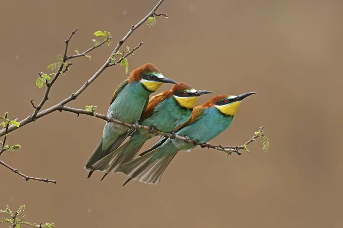 Impression encadrée : Le Guêpier (Merops apiaster) assis sur une branche. Impression encadrée : Le Guêpier (Merops apiaster) assis sur une branche.