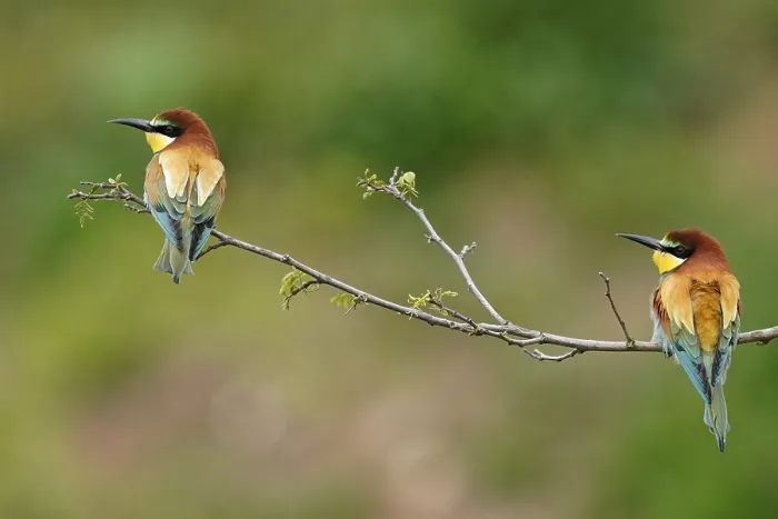 Impression encadrée : Le guêpier (Merops apiaster) assis sur une branche.
