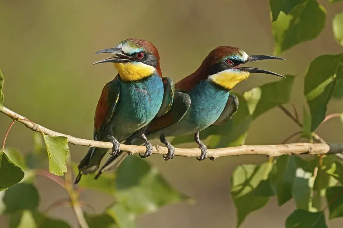 Impression encadrée : Le guêpier (Merops apiaster) assis sur une branche.
