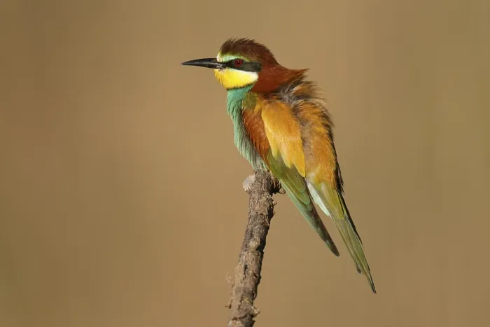 Impression encadrée : Le guêpier (Merops apiaster) assis sur une branche.
