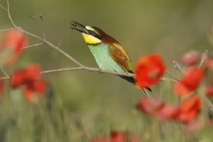 Impression encadrée : Le guêpier (Merops apiaster) assis sur une branche.
