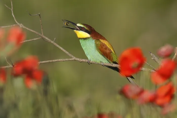 Impression encadrée : Le guêpier (Merops apiaster) assis sur une branche. Impression encadrée : Le guêpier (Merops apiaster) assis sur une branche.