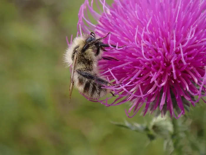 Impression encadrée : Une abeille sur une fleur Impression encadrée : Une abeille sur une fleur