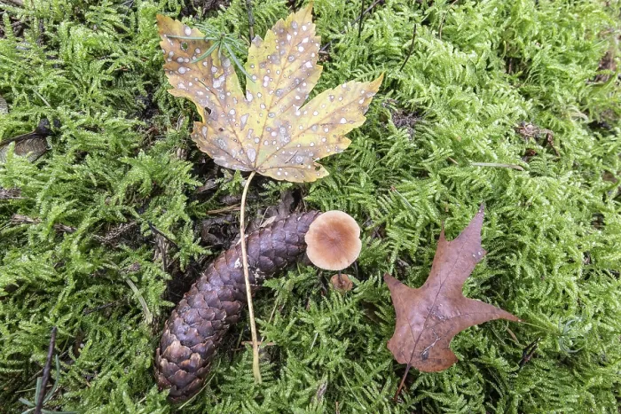Impression encadrée : Feuille de hêtre (Acer pseudoplatanus)