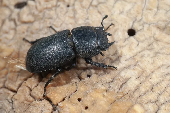 Impression encadrée : Moustique moustique, dorcus parallelipipedus.