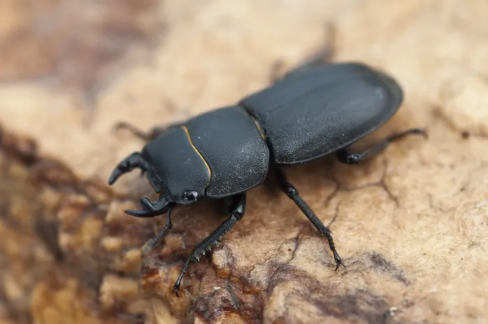 Impression encadrée : Cône cône, dorcus parallelipipedus. Impression encadrée : Cône cône, dorcus parallelipipedus.