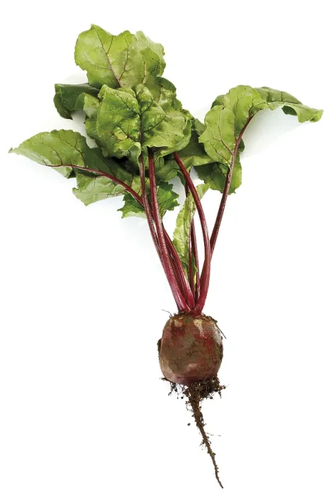 Impression encadrée : Beetroot Impression encadrée : Beetroot