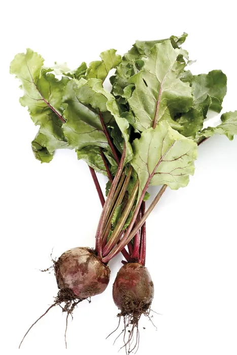 Impression encadrée : Beetroot Impression encadrée : Beetroot