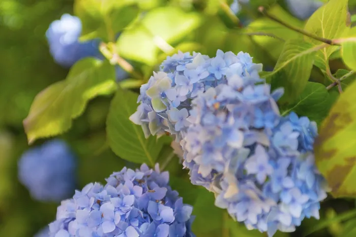 Impression encadrée : Hydrangea à grandes feuilles (Hydrangea macrophylla)