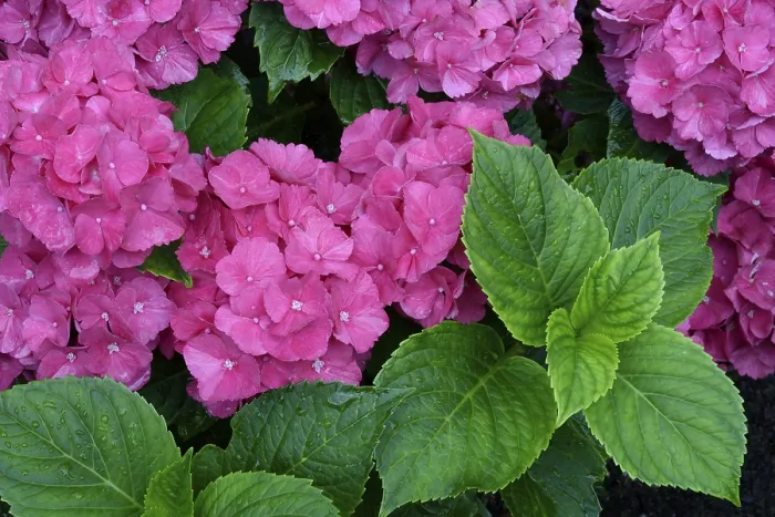 Impression encadrée : Hydrangea à grandes feuilles (Hydrangea macrophylla)