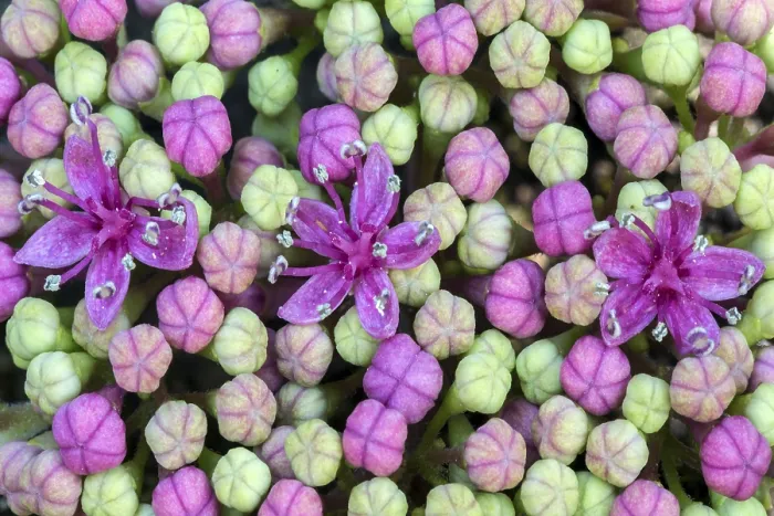 Impression encadrée : Hydrangea à grandes feuilles (Hydrangea macrophylla) Impression encadrée : Hydrangea à grandes feuilles (Hydrangea macrophylla)