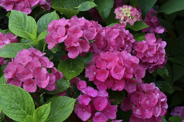 Impression encadrée : Hydrangea à grandes feuilles (Hydrangea macrophylla)