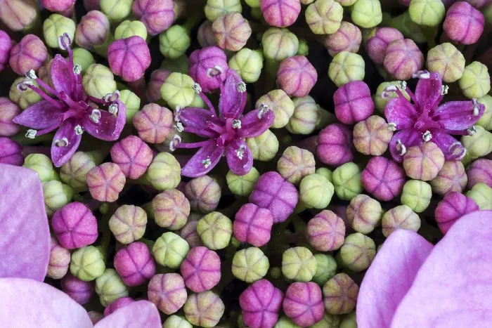 Impression encadrée : Hydrangea à grandes feuilles (Hydrangea macrophylla)