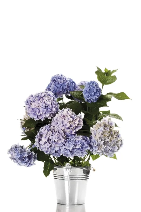 Impression encadrée : Hydrangea à grandes feuilles (Hydrangea macrophylla)