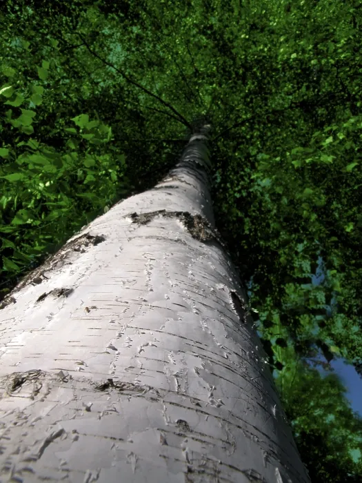 Impression encadrée : Birch