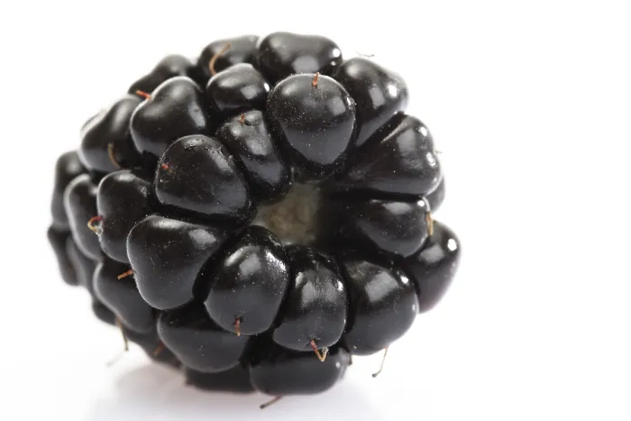 Impression encadrée : Blackberry Impression encadrée : Blackberry