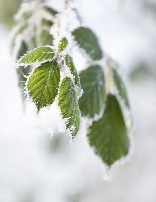 Impression encadrée : Mûrier (Rubus sectio Rubus)