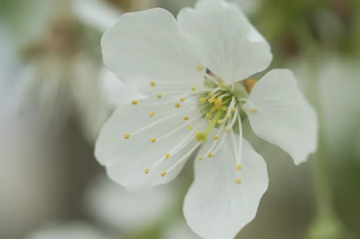 Impression encadrée : Bloom