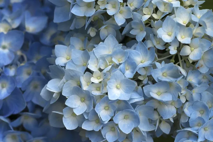 Impression encadrée : L'Hydrangea en fleur (Hydrangea sp) Impression encadrée : L'Hydrangea en fleur (Hydrangea sp)