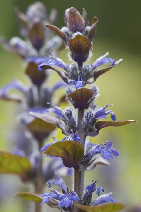 Impression encadrée : Epis de bleu, Bugleherb, Bugleweed. Impression encadrée : Epis de bleu, Bugleherb, Bugleweed.