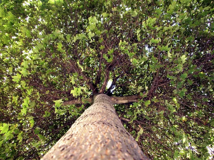 Impression encadrée : Arbre à feuilles larges.