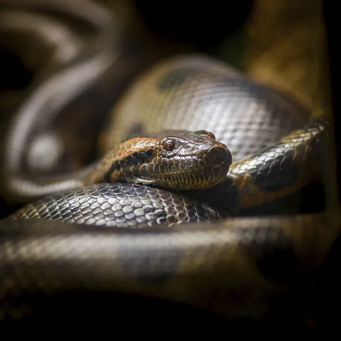 Impression encadrée : Le python birman, Python bivittatus. Impression encadrée : Le python birman, Python bivittatus.